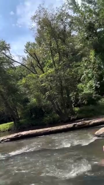 Water ripples past a fallen log at Sweetwater Creek, with sunlit trees along the bank